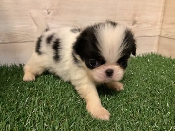 狆(チン)【静岡県・男の子・2021年6月23日・白黒】の写真「元気な子です」