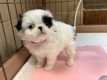 狆(チン)【静岡県・女の子・2020年12月7日・白黒】の写真「元気な子で上向いて寝ます。」