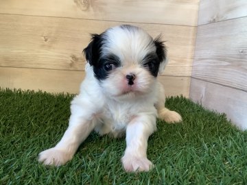 狆(チン)【静岡県・男の子・2021年10月2日・白黒】の写真「大人しい子です」