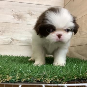 狆(チン)【静岡県・女の子・2022年8月27日・白赤】の写真「【狆専門犬舎】大人しい女の子です」