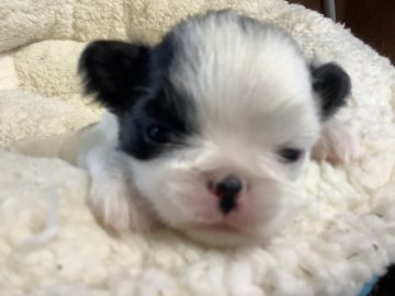 狆(チン)【静岡県・男の子・2021年1月4日・白黒】の写真「大人しい子です」