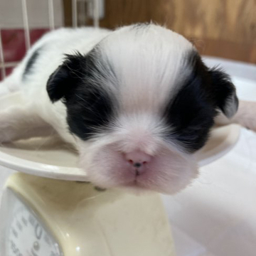 狆(チン)【静岡県・男の子・2022年5月28日・白黒】の写真「元気な子です」