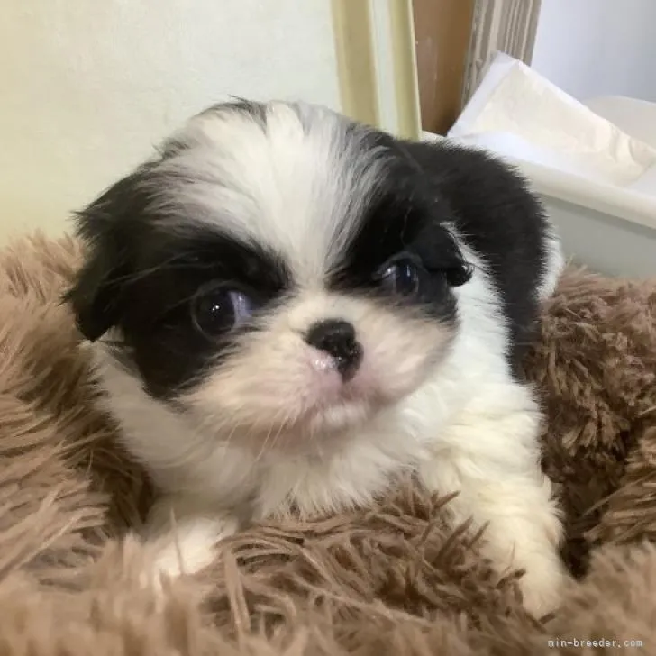 ID：2212-02879の子犬