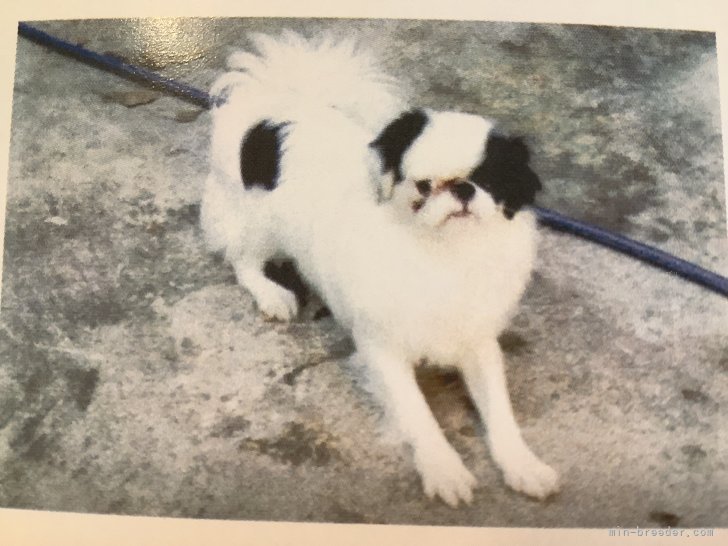 狆(チン)【・男の子・2022年12月28日・白黒】