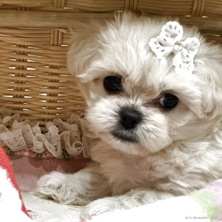 ペキプー(トイプードル×ペキニーズ)【神奈川県・女の子・2025年9月20日・ホワイト】の写真1