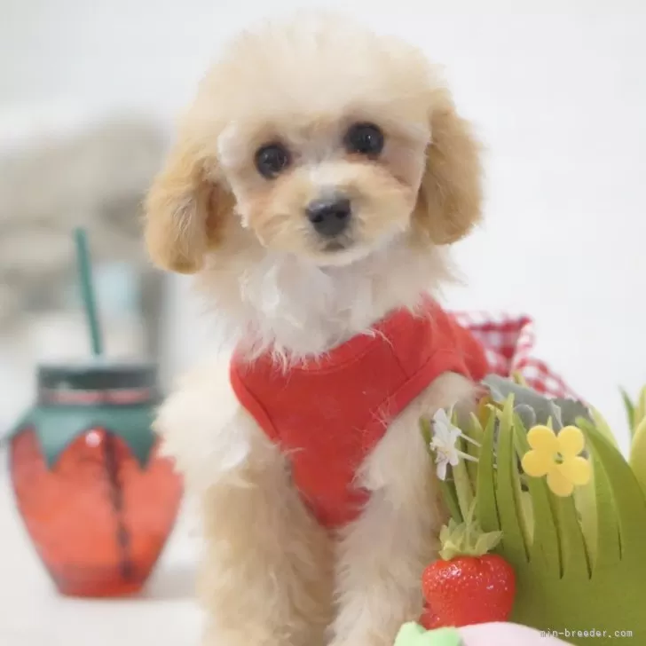 ID:2501-05156の子犬