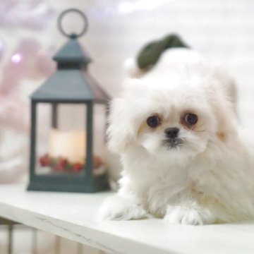 ペキプー(トイプードル×ペキニーズ)【神奈川県・男の子・2025年9月20日・ホワイト】の写真「激カワです。」