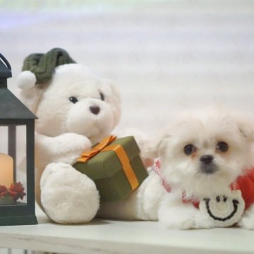 ペキプー(トイプードル×ペキニーズ)【神奈川県・女の子・2025年9月20日・ホワイト】の写真「可愛い🩷」