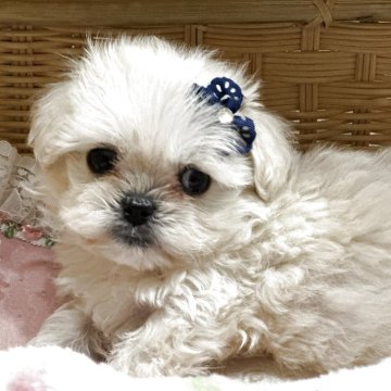 ペキプー(トイプードル×ペキニーズ)【神奈川県・男の子・2025年9月20日・ホワイト】の写真「激カワです。」