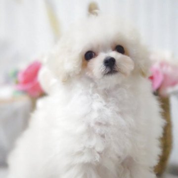 トイプードル(タイニー)【神奈川県・男の子・2025年5月24日・クリーム】の写真「大人しくて可愛いです！」