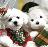 ビションフリーゼ