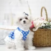 ティーカッププードル