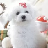 ビションフリーゼ