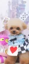 ティーカッププードル【神奈川県・女の子・2024年10月31日・ブラック】の写真6「パパ犬プリンス2キロです。」