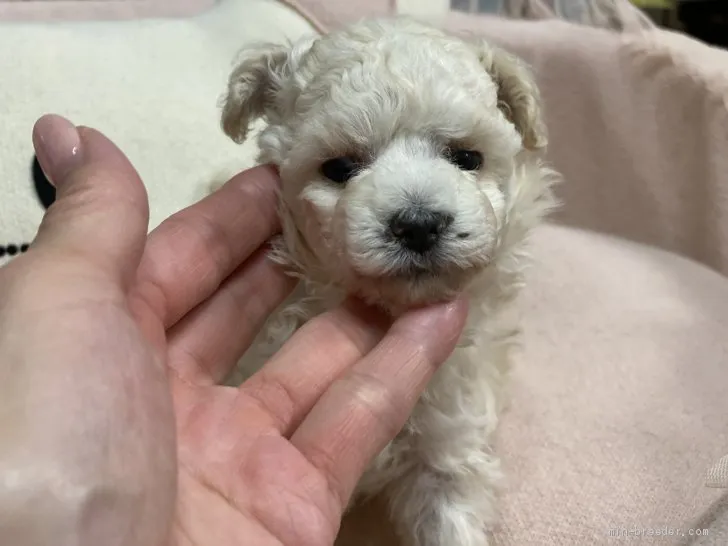 ID：2004-02170の子犬