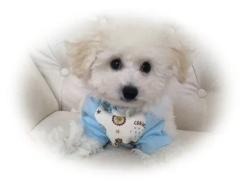 ID：1408-00649の子犬