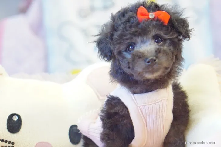 ID：2102-03223の子犬