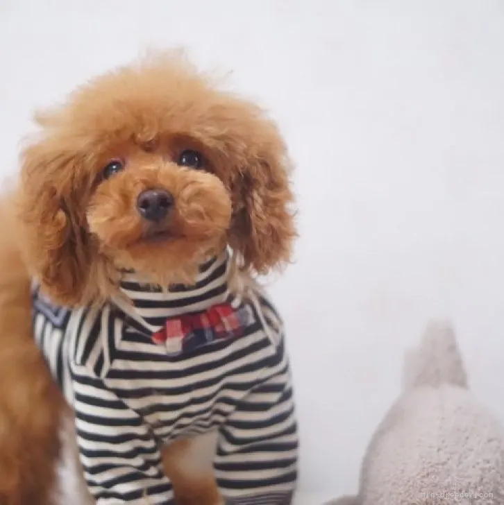 ID：2211-00972の子犬