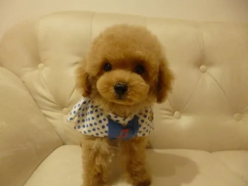 ID：1306-00068の子犬