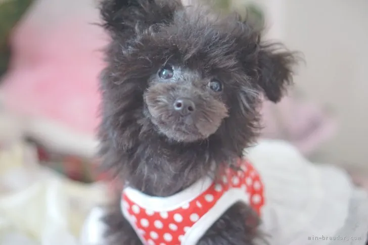 ID：1802-00823の子犬