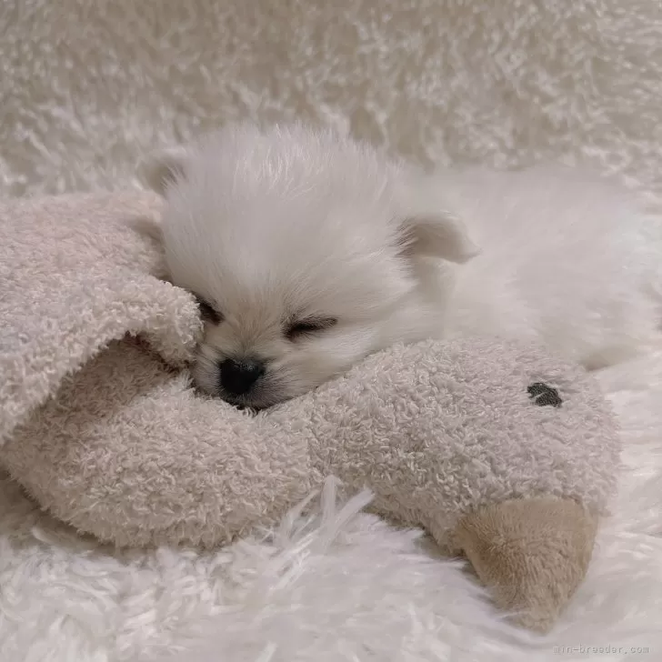 ID：2401-05907の子犬
