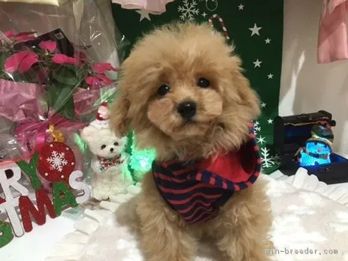 ID：1612-01655の子犬