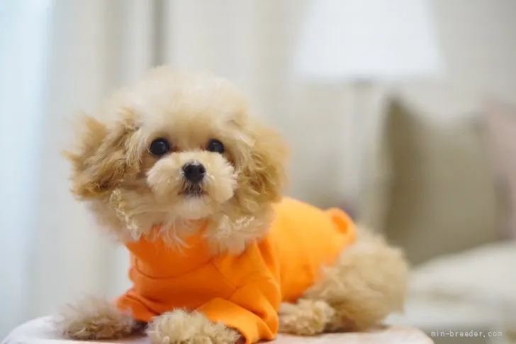 ID：2201-02089の子犬