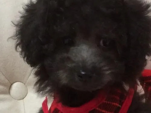 ID：1409-00882の子犬