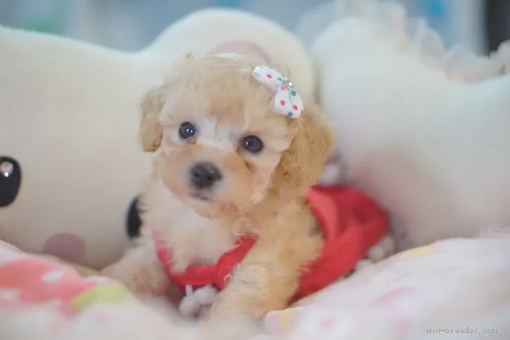 ID：2008-01905の子犬