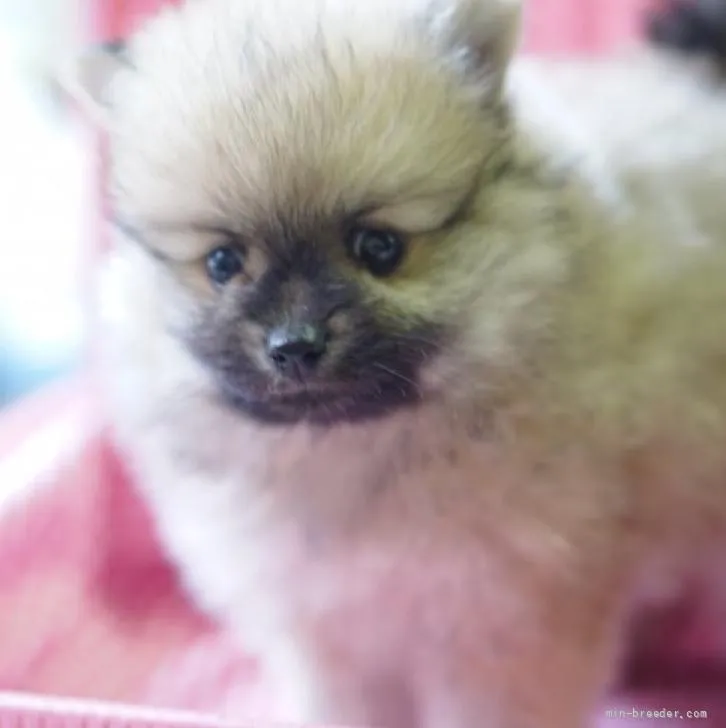 ID：2206-01062の子犬