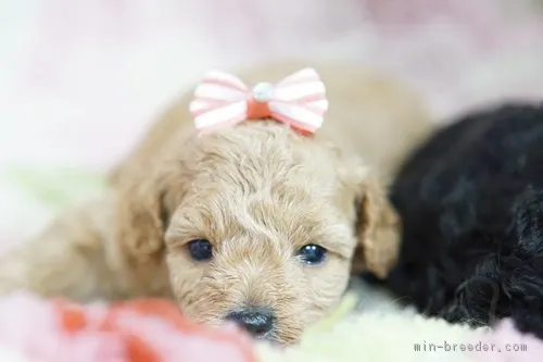 ID：1710-01264の子犬