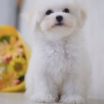 ビションフリーゼ【神奈川県・男の子・2023年6月10日・ホワイト】の写真「パパ犬JKCチャンピオン！
健康診断書付き」