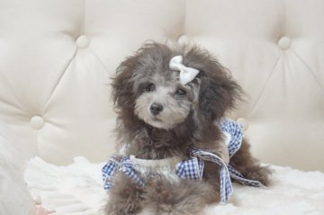 トイプードル(ティーカップ)【神奈川県・男の子・2017年11月29日・シルバー】の写真「パパはアメリカジャパンのチャンピオン！」