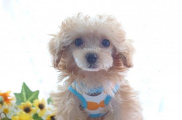 トイプードル(タイニー)【神奈川県・男の子・2018年3月8日・アプリ】の写真「可愛い男の子‼️」