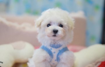 トイプードル(ティーカップ)【神奈川県・男の子・2019年8月17日・ホワイト】の写真「血統優秀！遺伝子クリア、パテラ心臓OK」