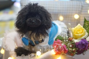 トイプードル(ティーカップ)【神奈川県・男の子・2019年4月5日・ブラック】の写真「激かわお目目クリクリ！！」