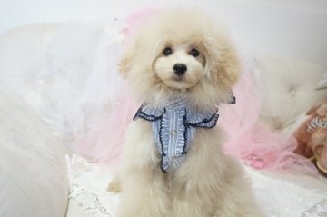 トイプードル(タイニー)【神奈川県・男の子・2017年3月14日・クリーム(ホワイト)】の写真「ベビーフェイス・パパはアメリカチャンピオン」