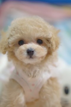 トイプードル(ティーカップ)【神奈川県・女の子・2020年11月4日・アプリコット】の写真「小ちゃな可愛い天使ちゃん」