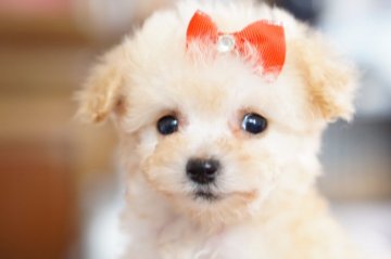 トイプードル(ティーカップ)【神奈川県・女の子・2019年1月20日・ホワイト】の写真「パパはチャンピオン」