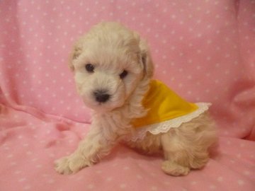 トイプードル(タイニー)【神奈川県・男の子・2013年12月3日・ホワイト】の写真「血統優秀！（SMASH系）」