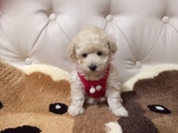 トイプードル(タイニー)【神奈川県・女の子・2015年10月29日・ホワイト】の写真「血統優秀（生命保障付き）PARは発症しません。」