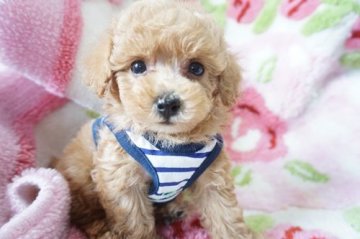トイプードル(タイニー)【神奈川県・男の子・2017年6月18日・アプリコット】の写真「お目目の大きなハンサム君」