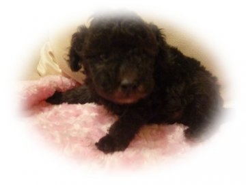 トイプードル(タイニー)【神奈川県・男の子・2013年11月3日・シルバー】の写真「おめめの大きな子」