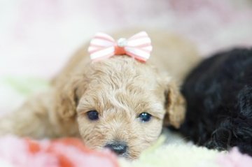 トイプードル(タイニー)【神奈川県・女の子・2017年9月16日・アプリコット】の写真「可愛くなる予感！」
