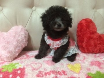 トイプードル(タイニー)【神奈川県・女の子・2015年3月29日・シルバー】の写真「可愛いシルバー」