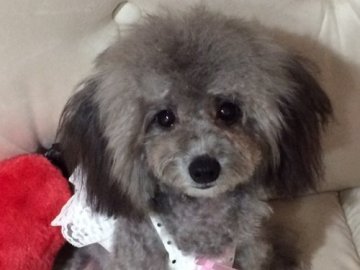 トイプードル(タイニー)【神奈川県・女の子・2015年4月19日・シルバー】の写真「チャンピオン直子！生命保障（１年）付き」