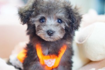 トイプードル(ティーカップ)【神奈川県・女の子・2017年11月29日・シルバー】の写真「パパはアメリカチャンピオン！」