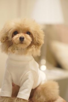 トイプードル(ティーカップ)【神奈川県・男の子・2021年12月3日・アプリコット】の写真「ちびちびちゃん」