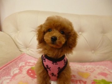 トイプードル(トイ)【神奈川県・女の子・2013年4月3日・レッド】の写真「」