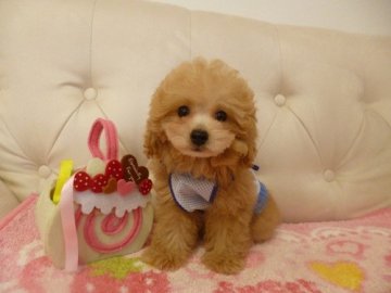 トイプードル(タイニー)【神奈川県・男の子・2013年4月6日・アプリコット・タイニー予想】の写真「」